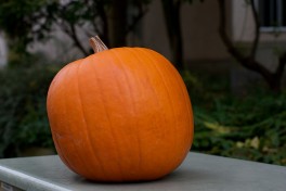 A pumpkin