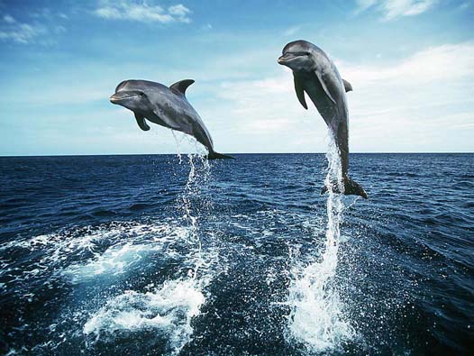 dolphins.jpeg